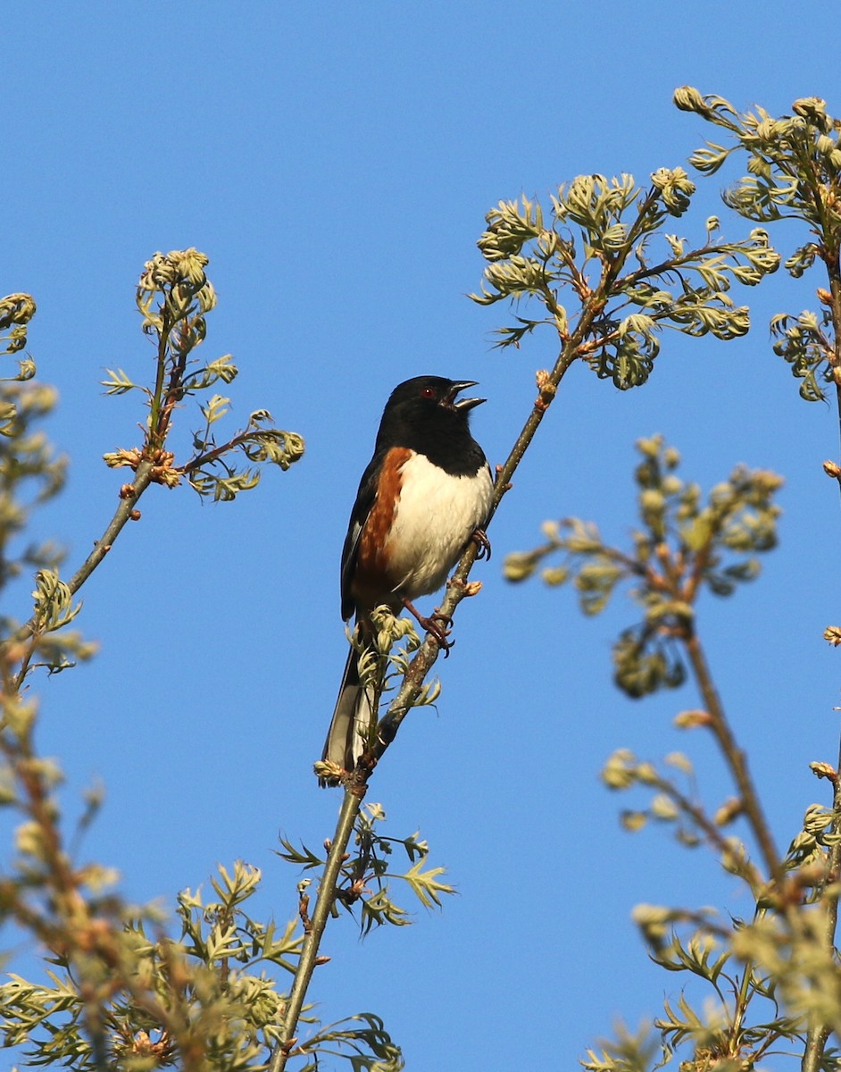 Eastern Towhee - ML634344425