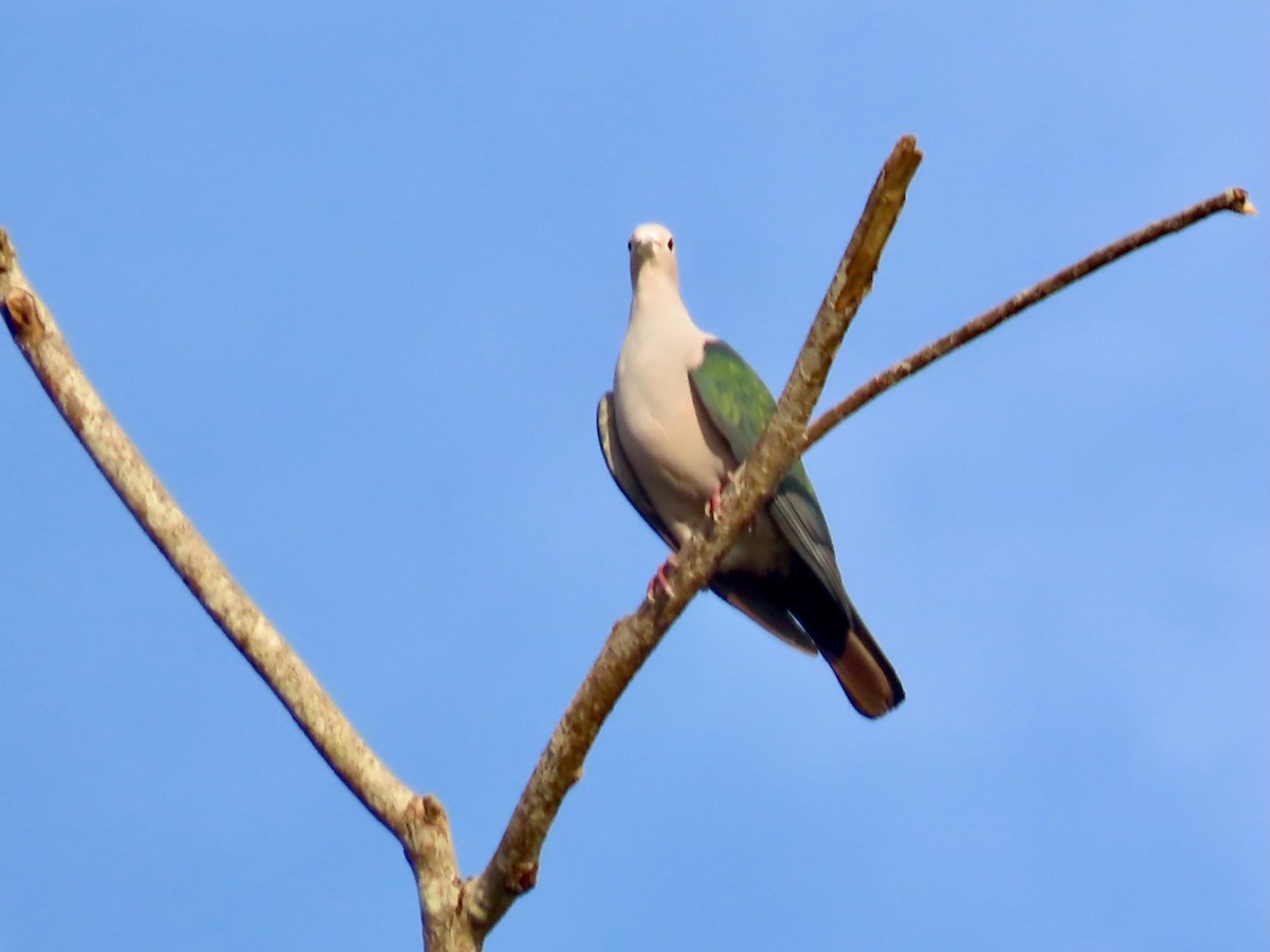 Green Imperial-Pigeon (Green) - ML634344446