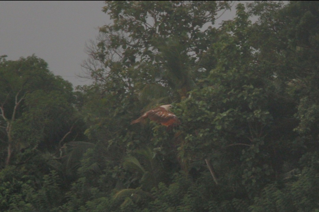 Brahminy Kite - ML634344479