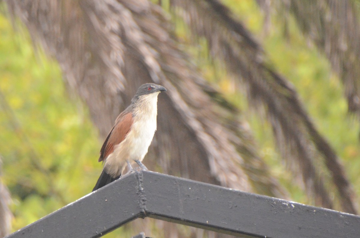 Burchell's Coucal - ML634344505