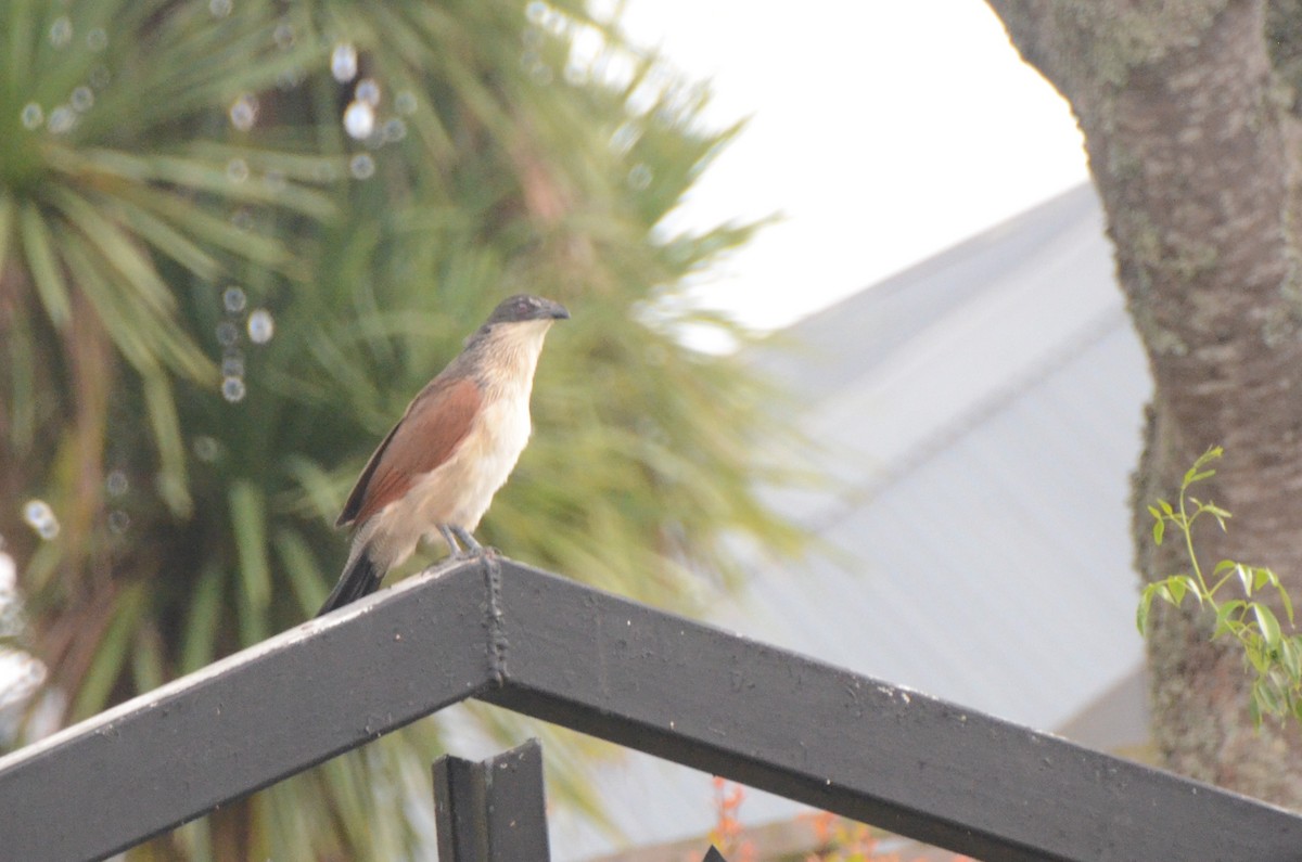 Burchell's Coucal - ML634344531