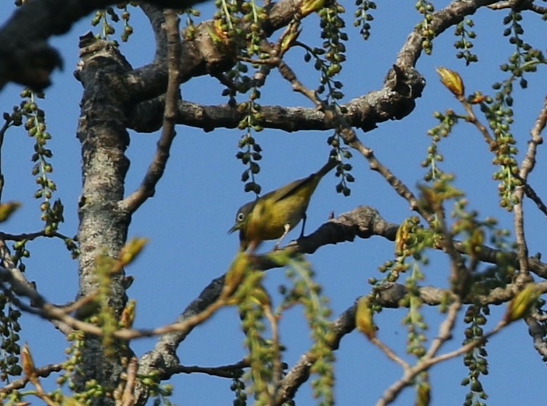 Nashville Warbler - ML634344581