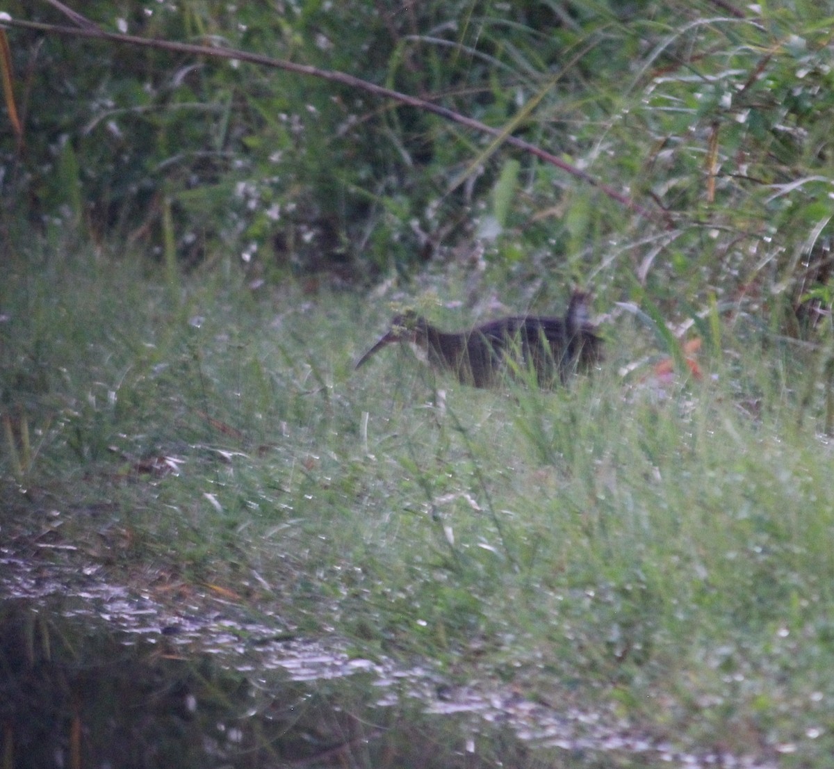 King/Clapper Rail - ML634344664