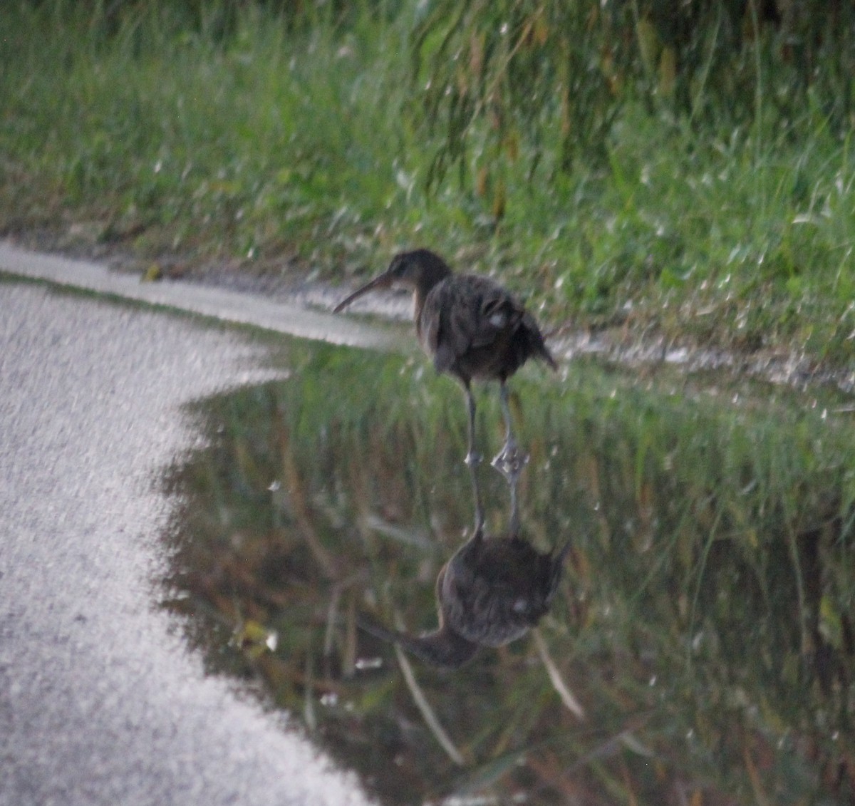 King/Clapper Rail - ML634344665