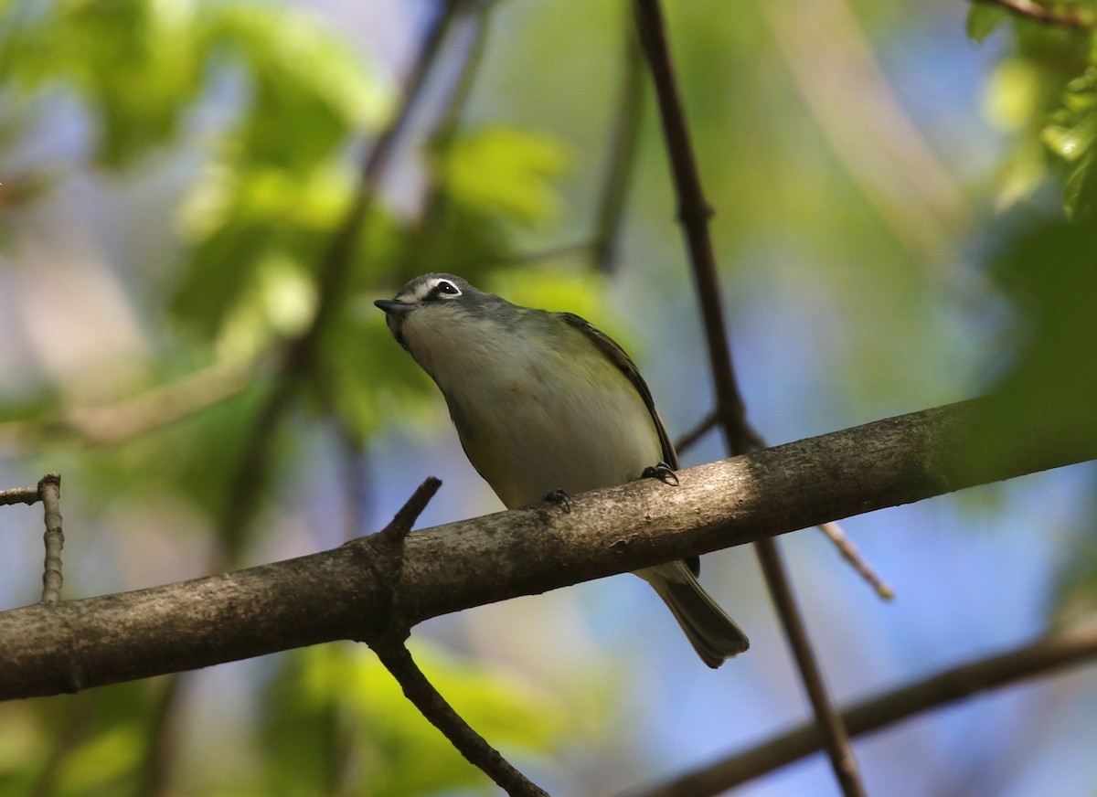 Blue-headed Vireo - ML634344683