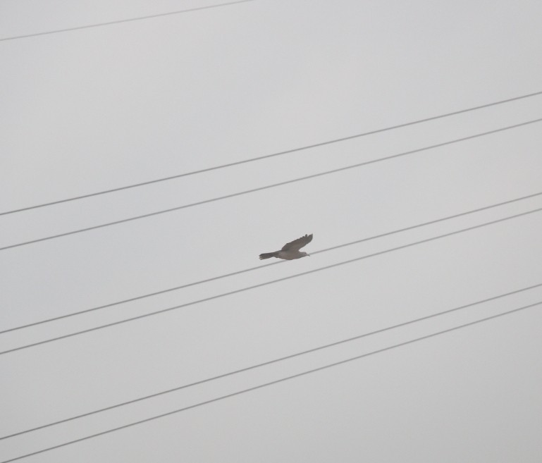 Green Imperial-Pigeon - ML634344691