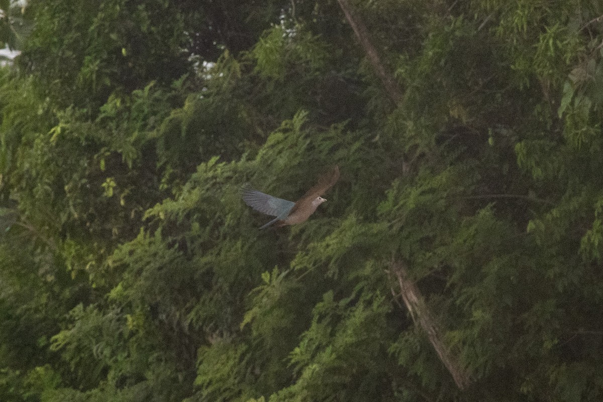 Green Imperial-Pigeon - ML634344692