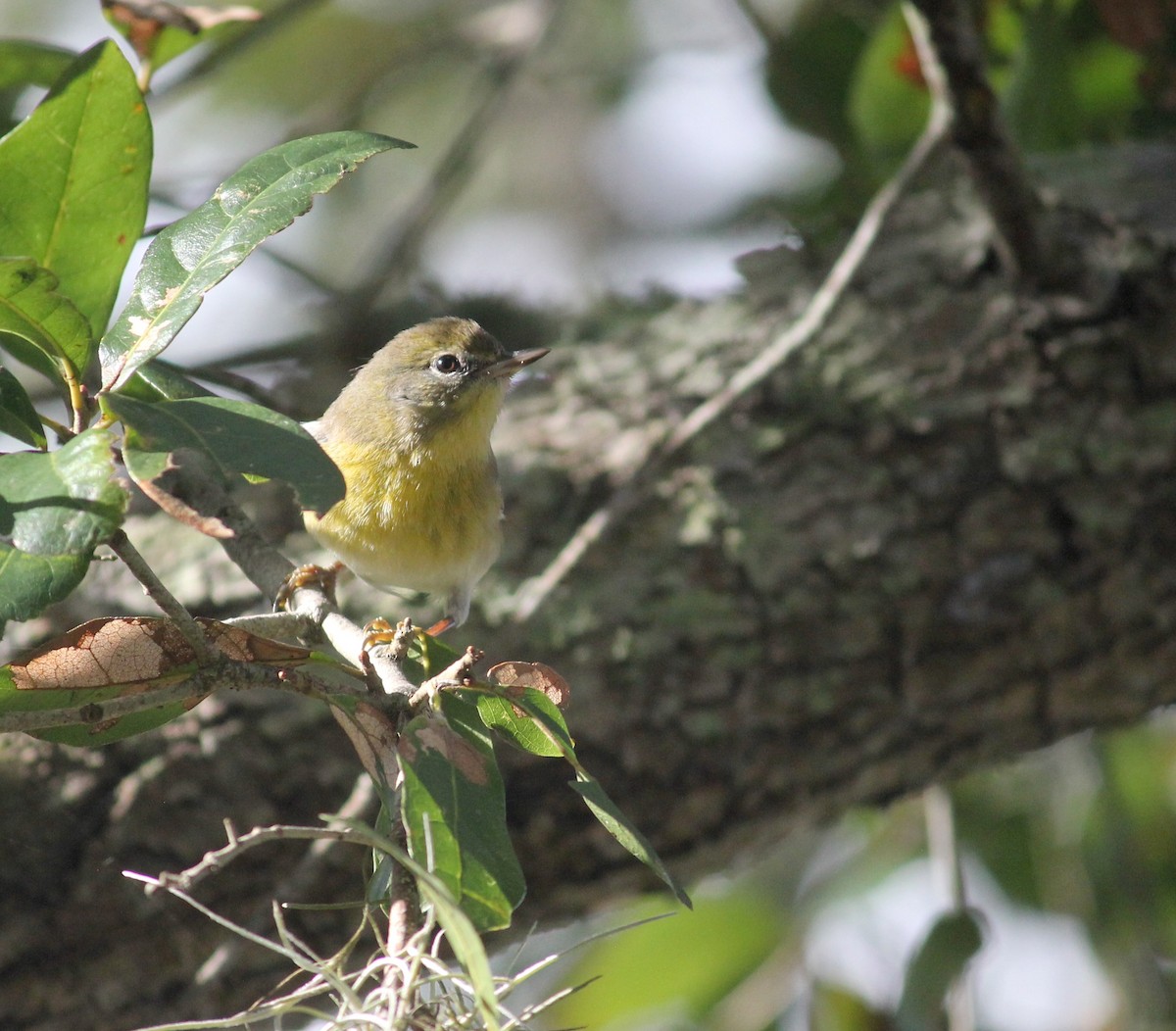 Pine Warbler - ML634344813