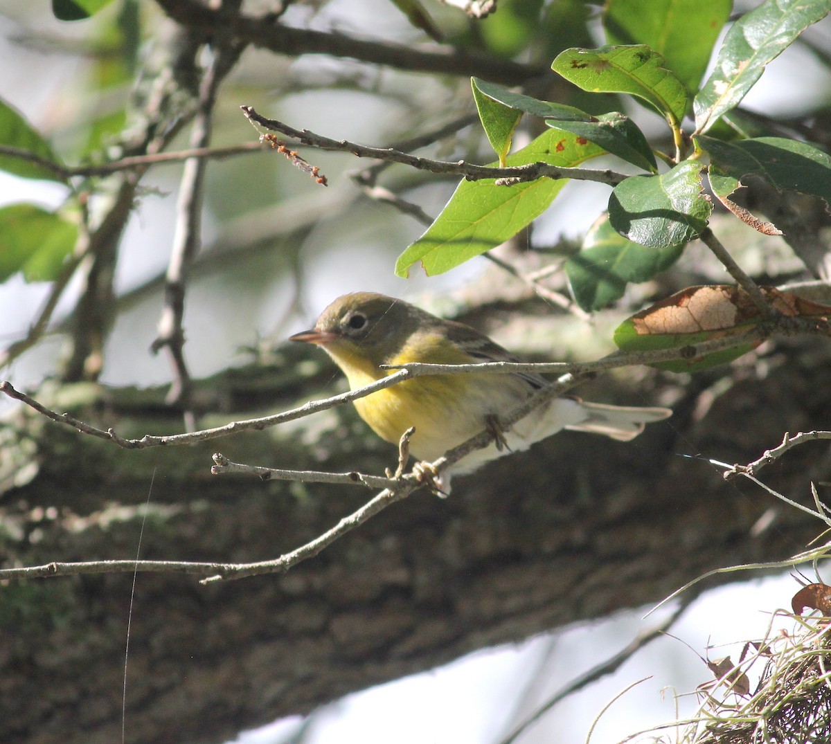 Pine Warbler - ML634344814