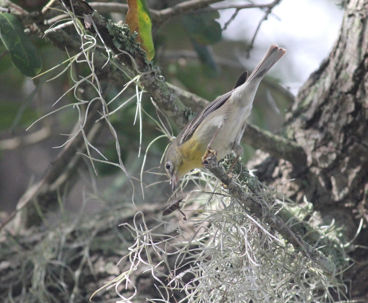 Pine Warbler - ML634344815