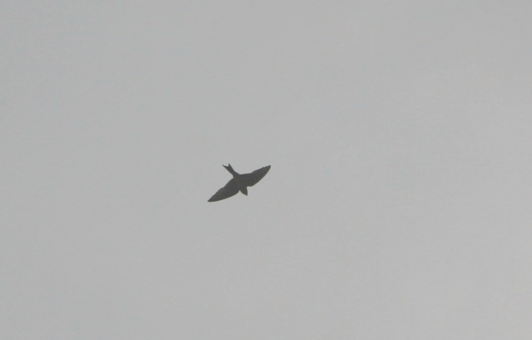 Indian Swiftlet - ML634344956