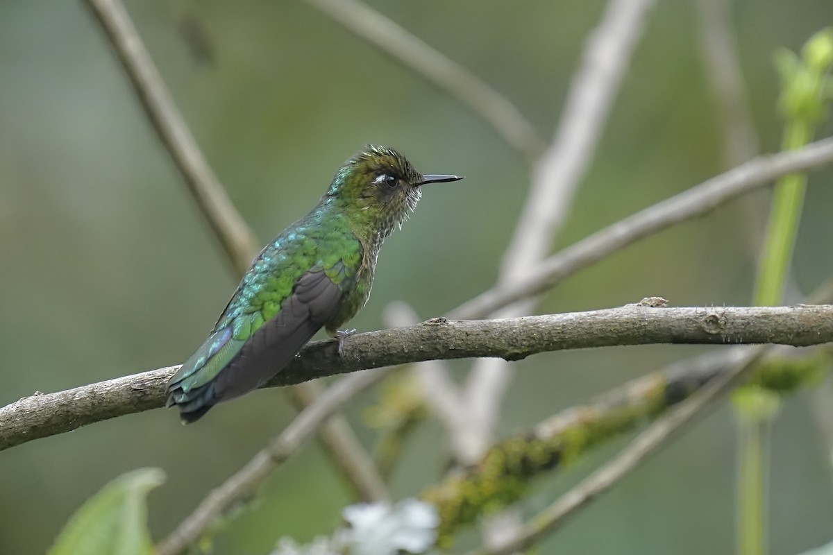Mountain Avocetbill - ML634345049