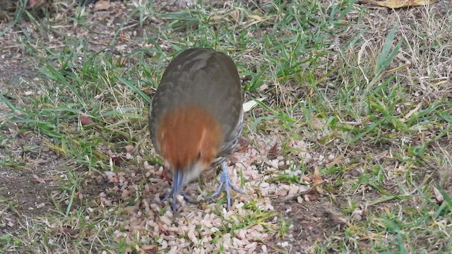 Chestnut-crowned Antpitta - ML634345055