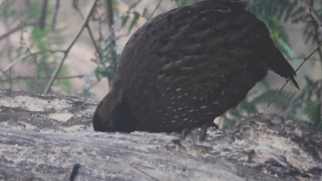Kara Yüzlü Tokro - ML634345079
