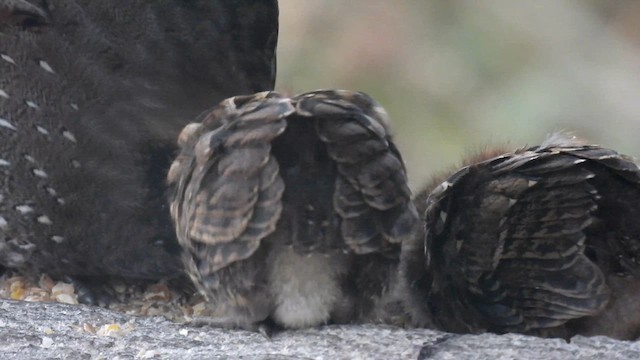 Kara Yüzlü Tokro - ML634345084