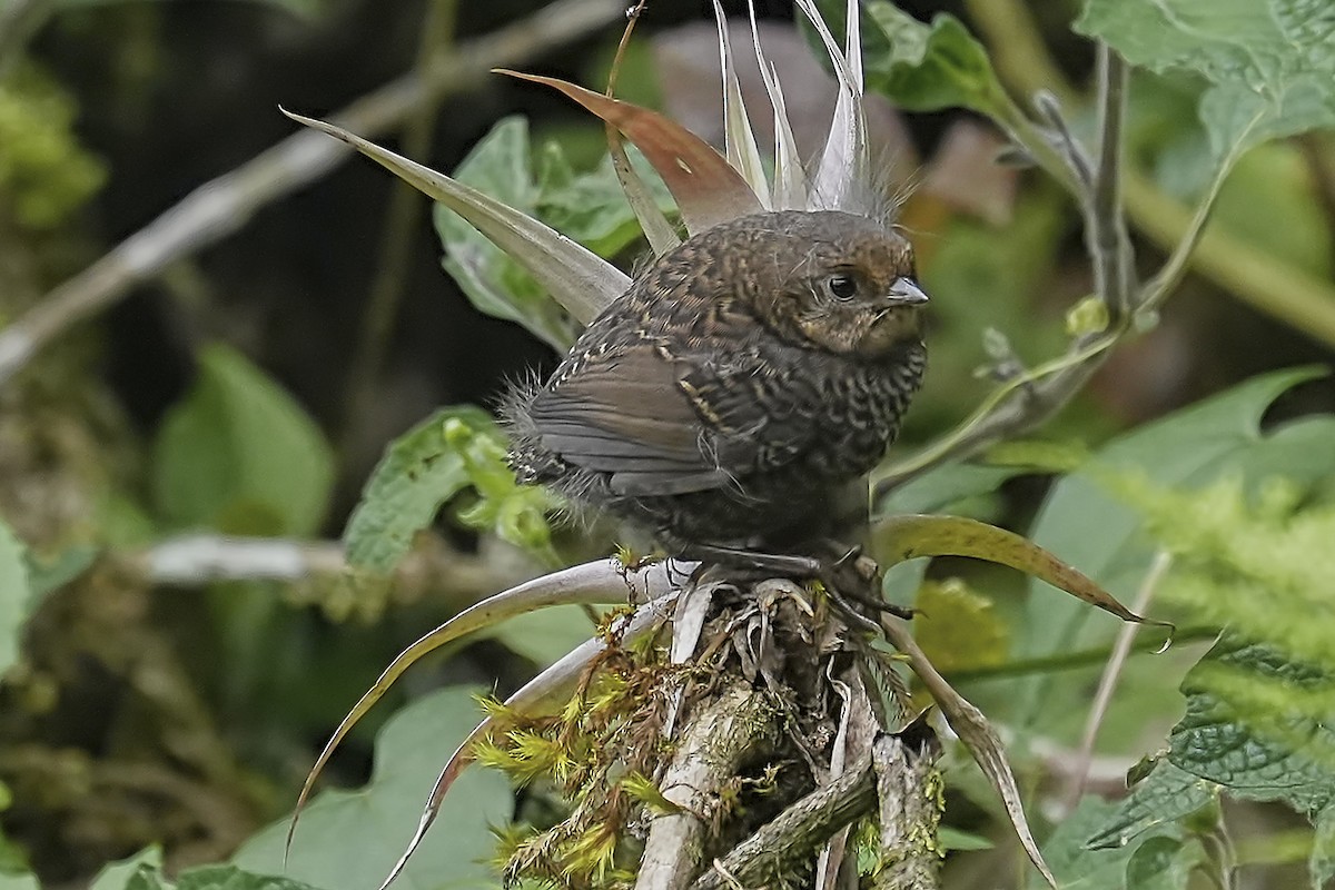 Utcubamba Tapaculo - ML634345113