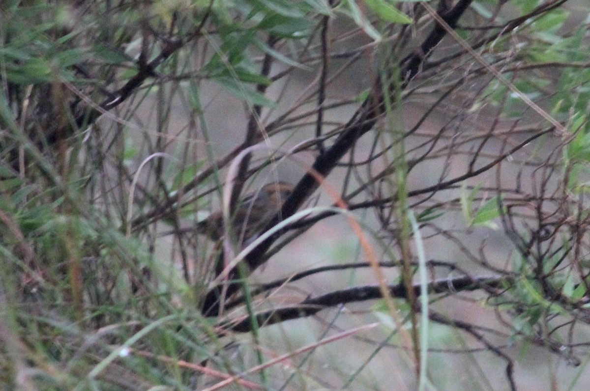 Nelson's Sparrow - ML634345128