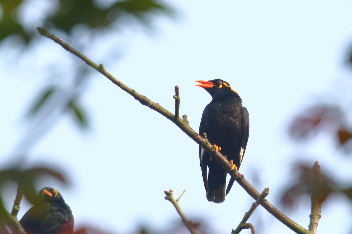 Southern Hill Myna - ML634345141