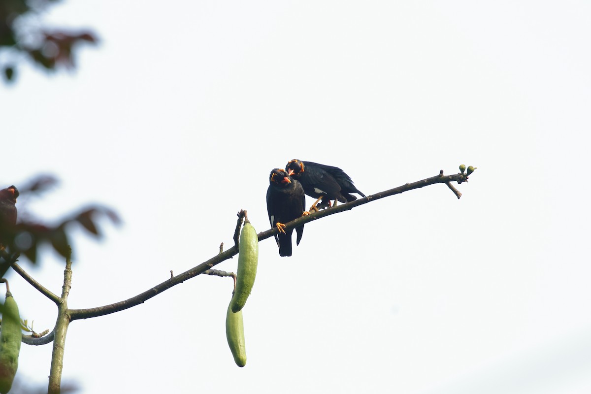 Southern Hill Myna - ML634345142