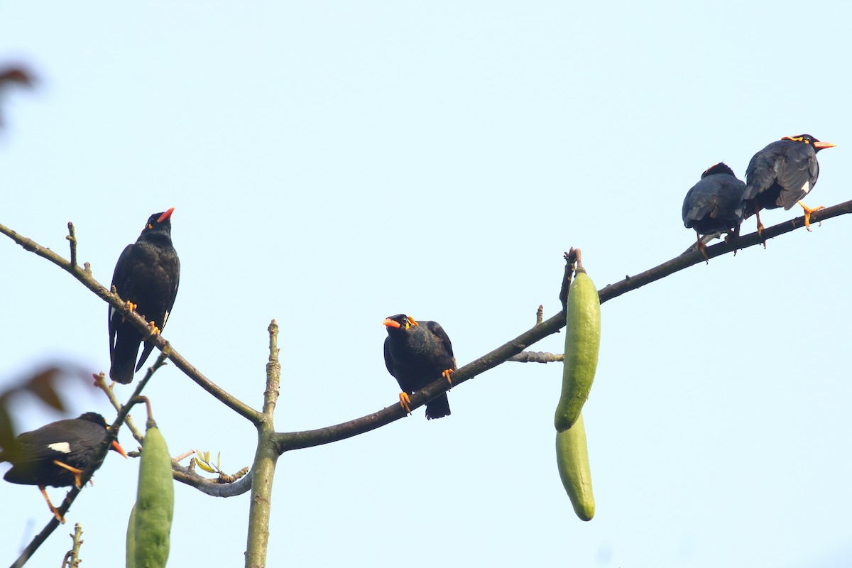 Southern Hill Myna - ML634345144