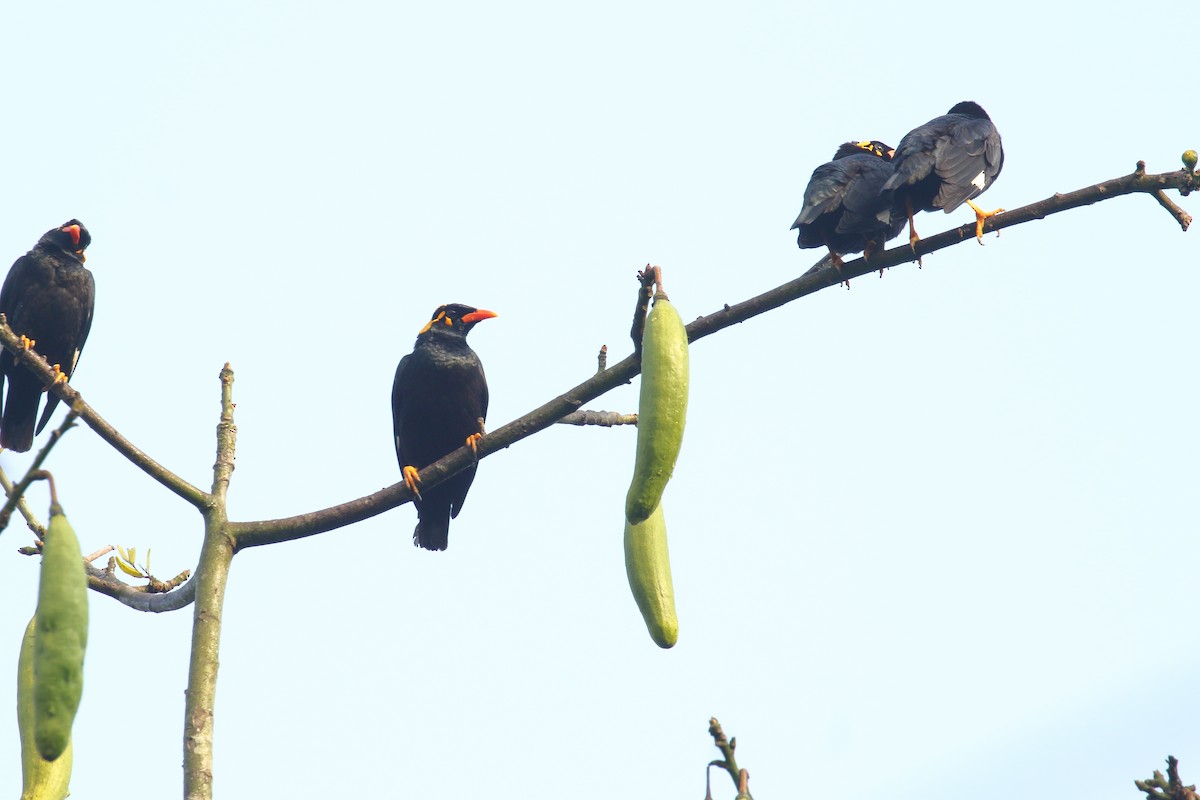 Southern Hill Myna - ML634345145