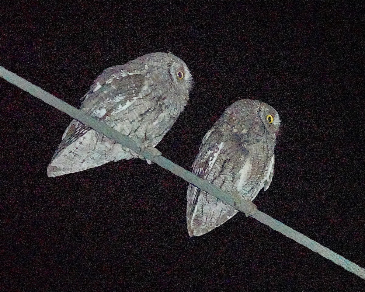 Cyprus Scops-Owl - ML634345151