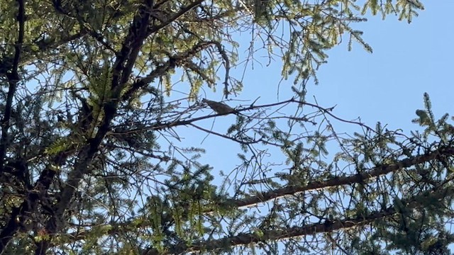 Blackburnian Warbler - ML634345175