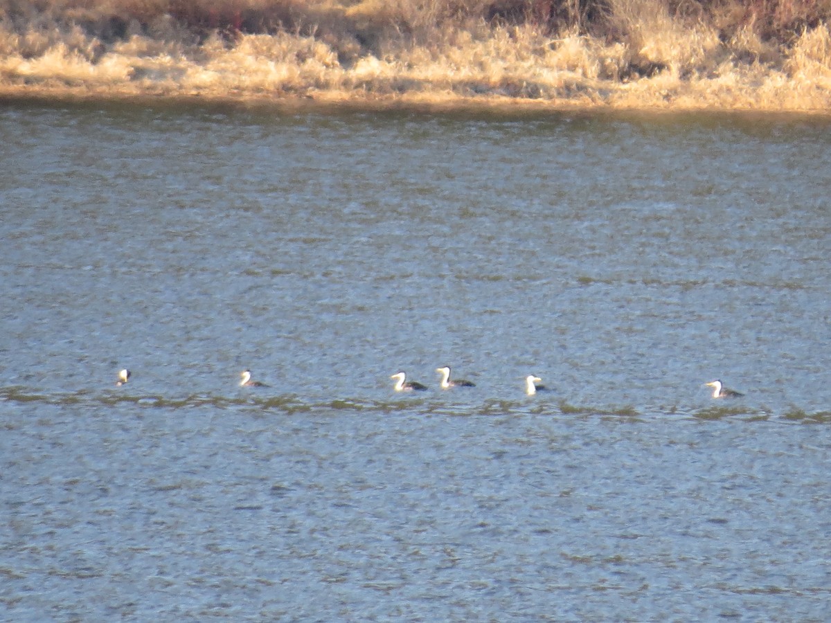 Western Grebe - ML634345205