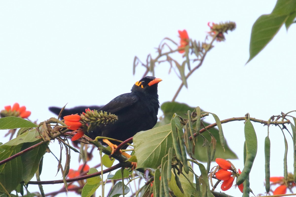 Southern Hill Myna - ML634345209