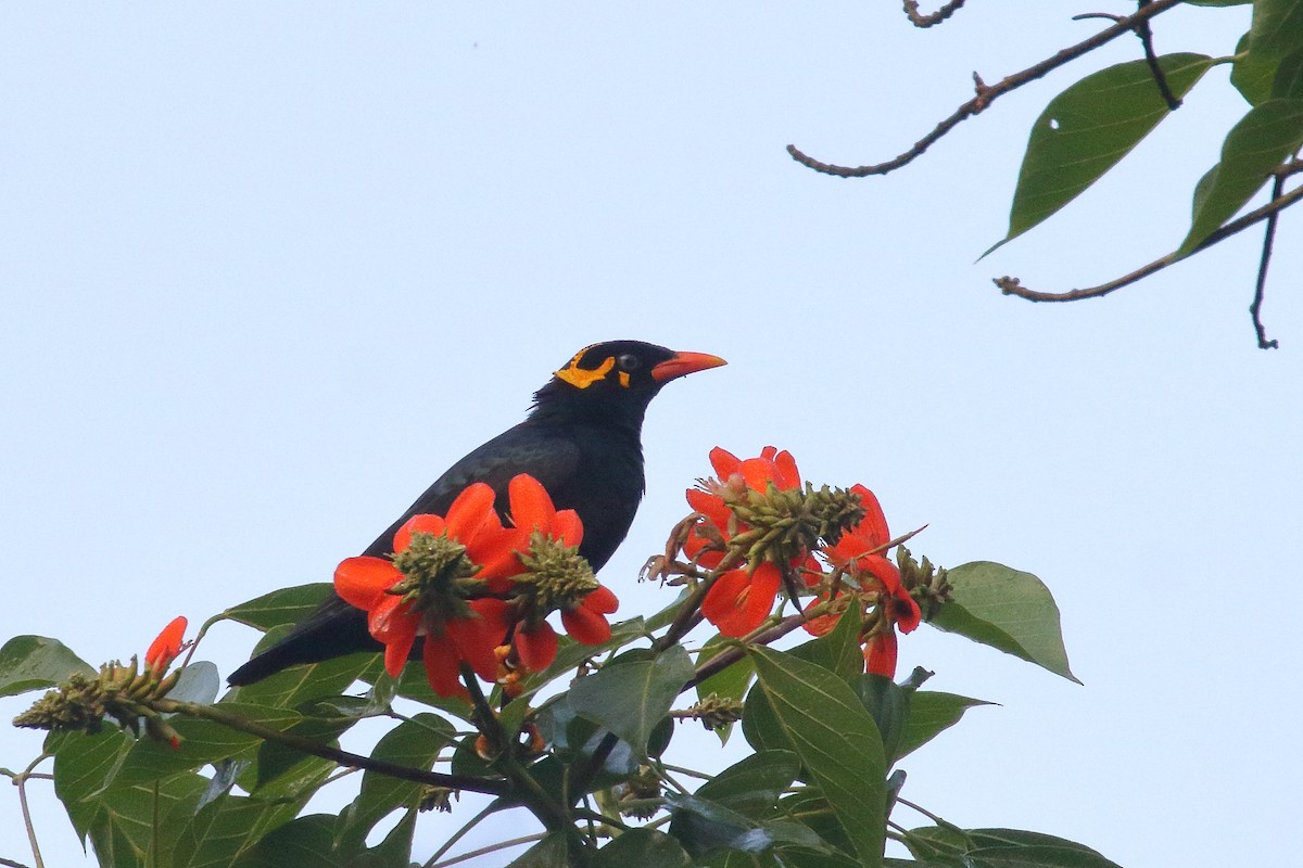 Southern Hill Myna - ML634345210