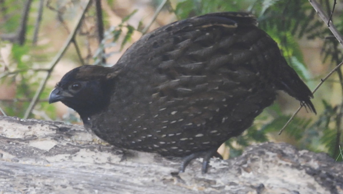 Kara Yüzlü Tokro - ML634345259