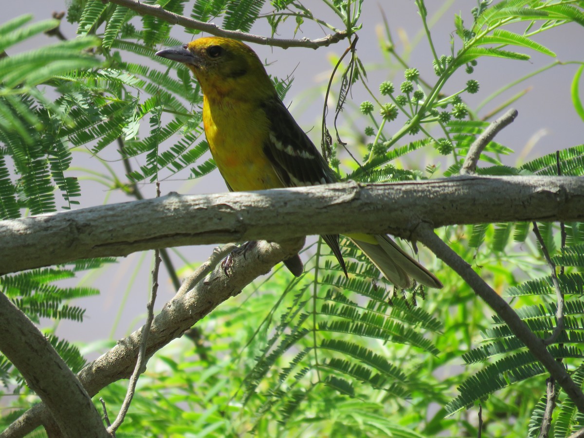 Flame-colored Tanager - ML634345373