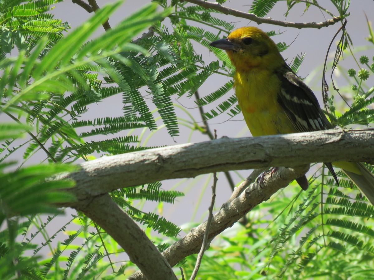 Flame-colored Tanager - ML634345374