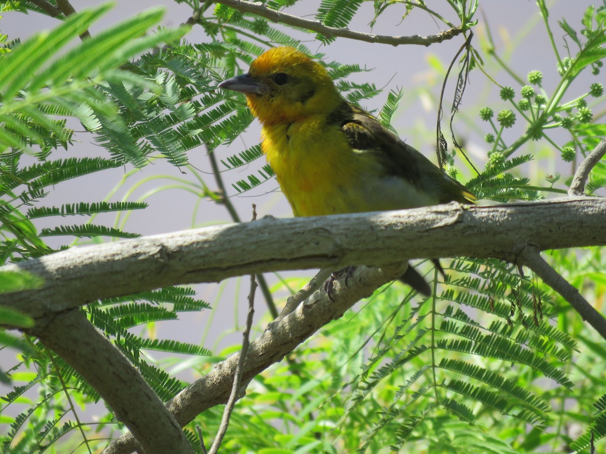 Flame-colored Tanager - ML634345386