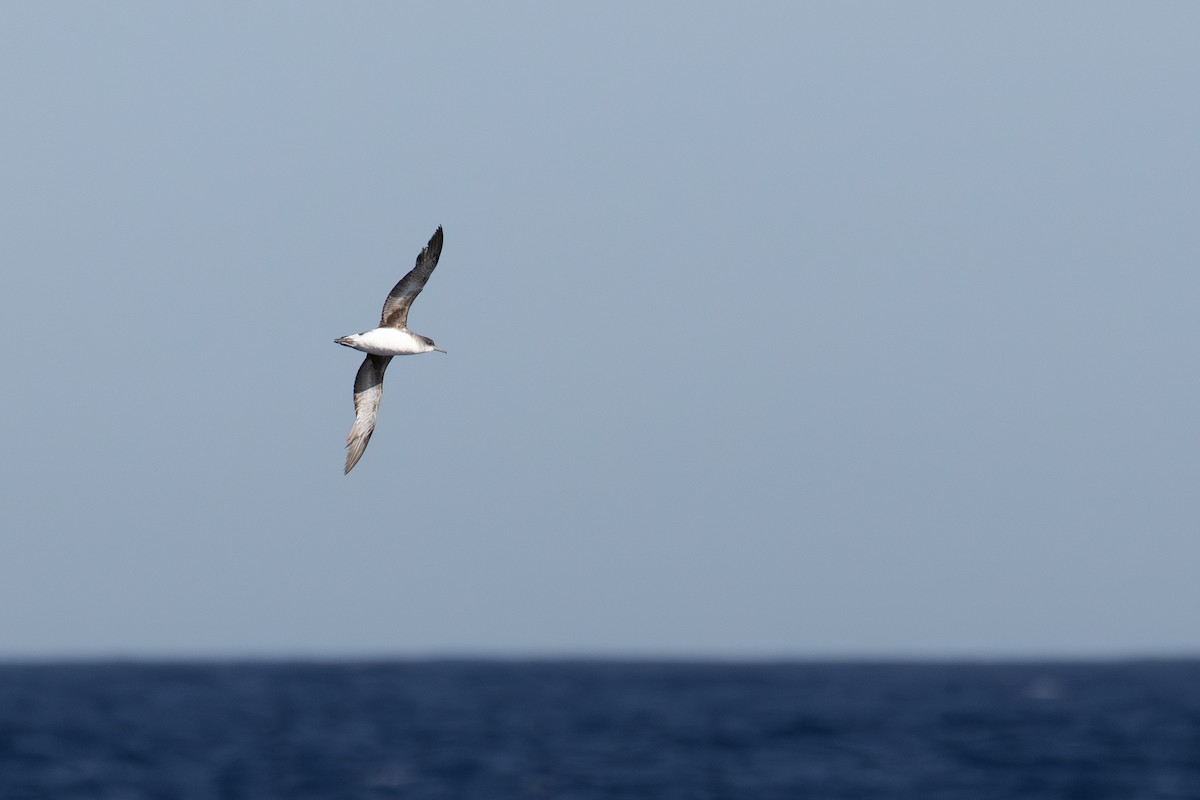 Hutton's Shearwater - ML634345451