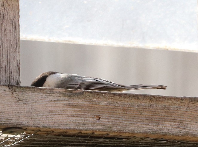 Black-capped Chickadee - ML634345454