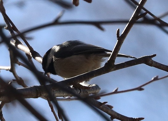 Black-capped Chickadee - ML634345455