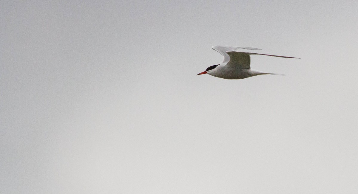 Forster's Tern - ML634345742
