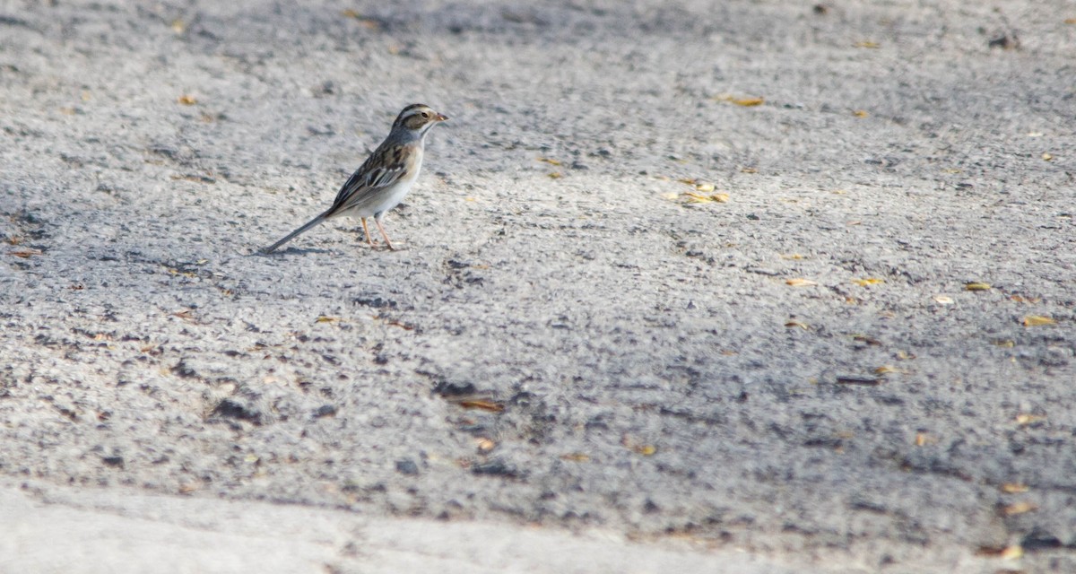 Clay-colored Sparrow - ML634345760