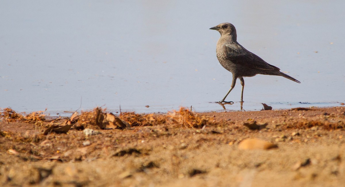 Brewer's Blackbird - ML634345762