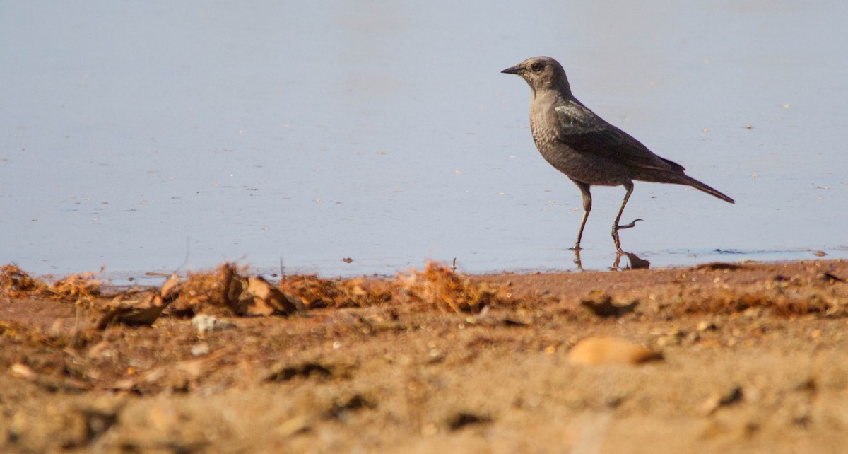 Brewer's Blackbird - ML634345763