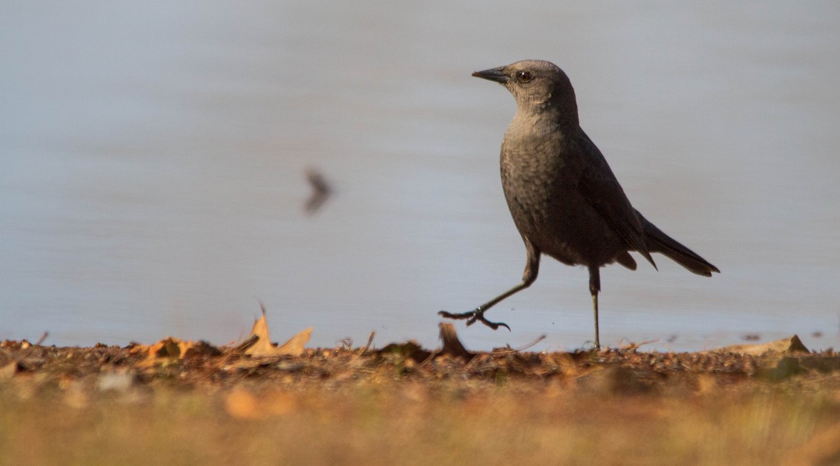 Brewer's Blackbird - ML634345764