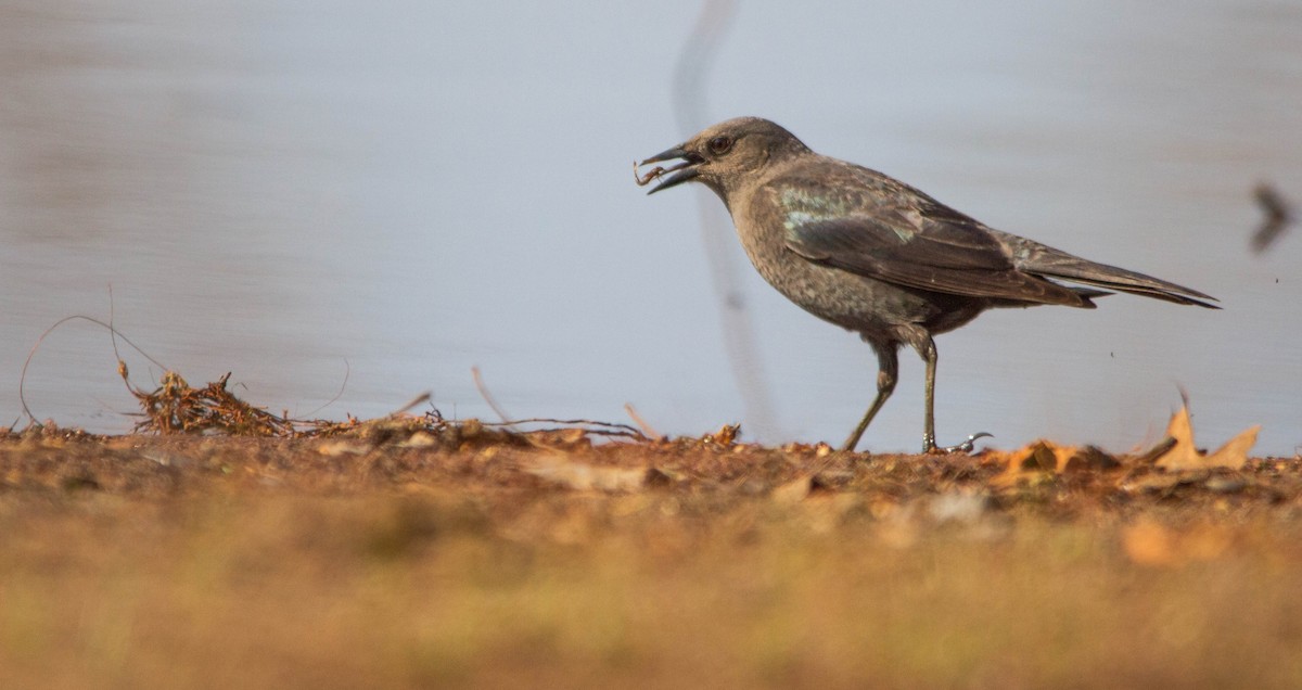 Brewer's Blackbird - ML634345765