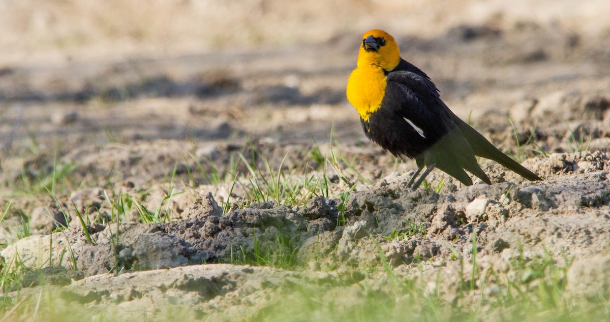 Yellow-headed Blackbird - ML634345780