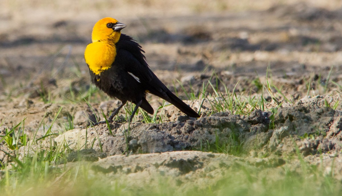 Yellow-headed Blackbird - ML634345781
