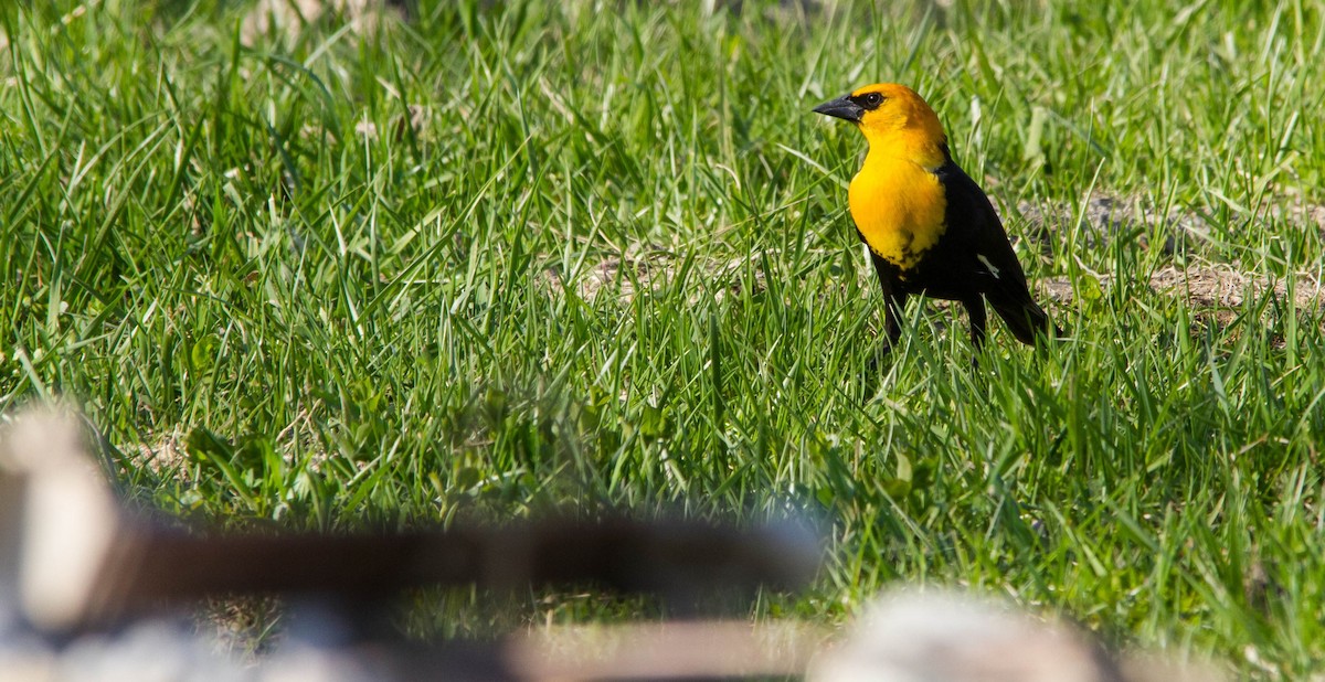 Yellow-headed Blackbird - ML634345782