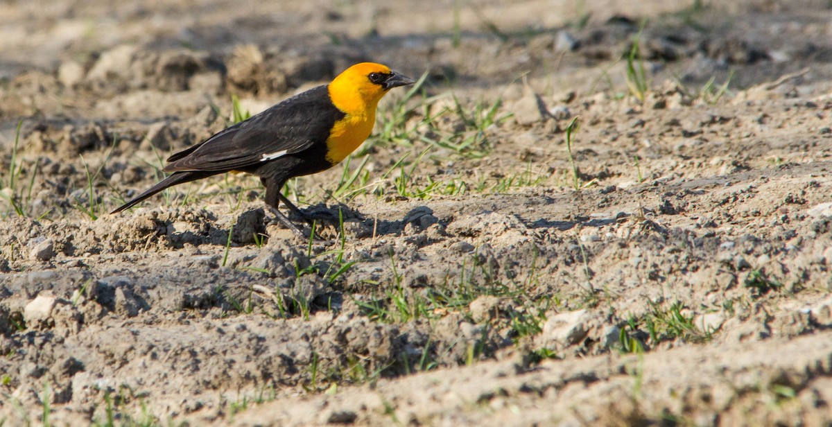 Yellow-headed Blackbird - ML634345783