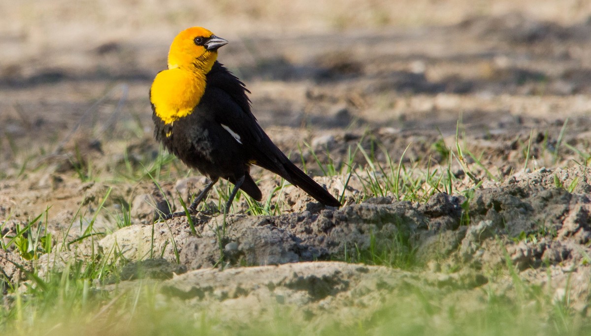 Yellow-headed Blackbird - ML634345784