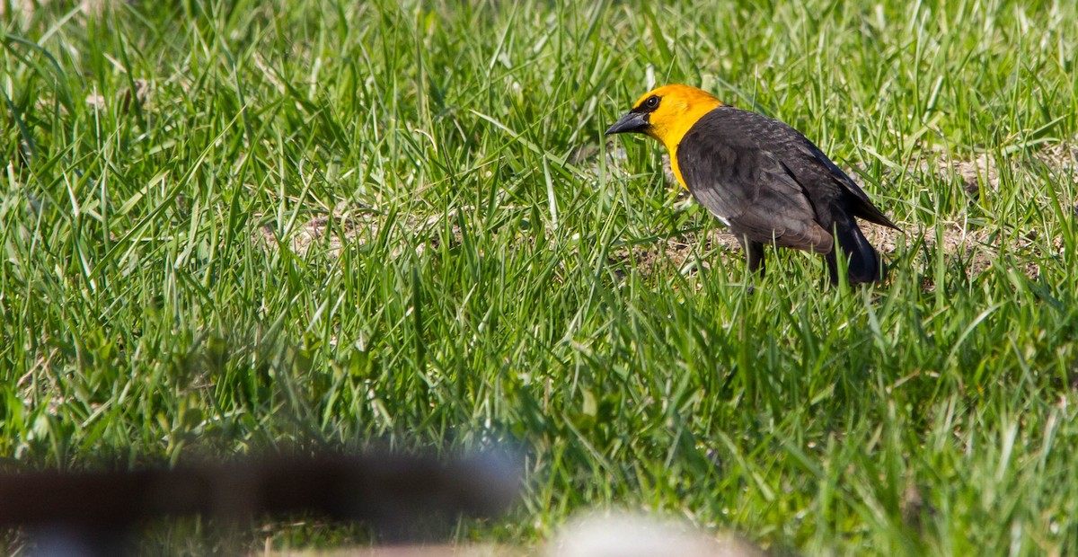 Yellow-headed Blackbird - ML634345785