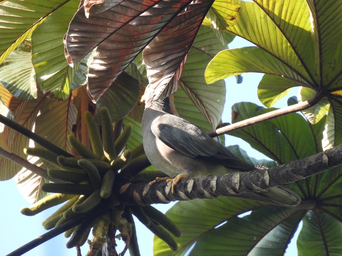Band-tailed Pigeon - ML634345891